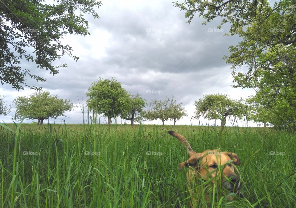 dog and meadow