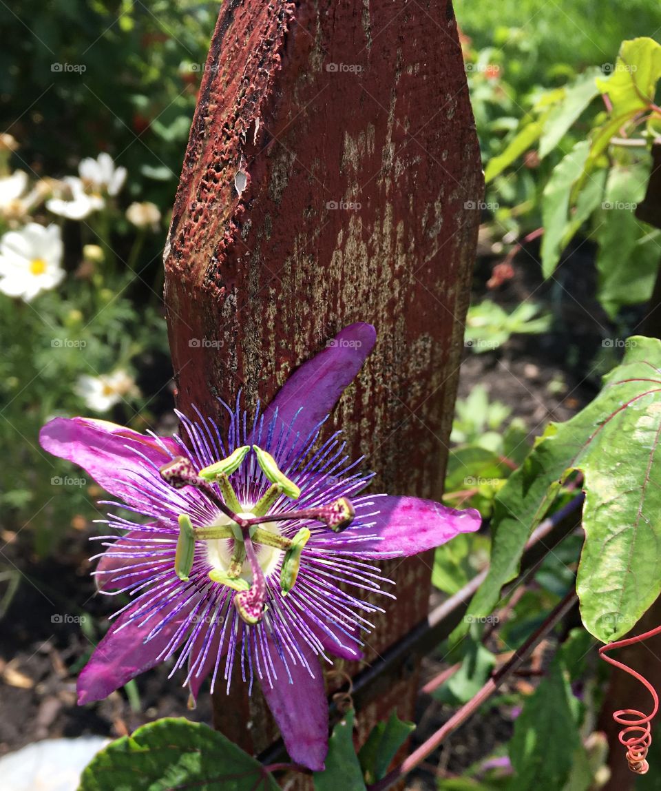 Passionvine ready to host caterpillars as they make their transformation into beautiful butterflies. 