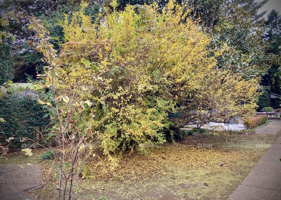 Yellow shrub in fall