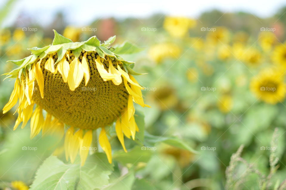Close-up of a drooping sunflower on a bright fall day in the middle of a sunflower field