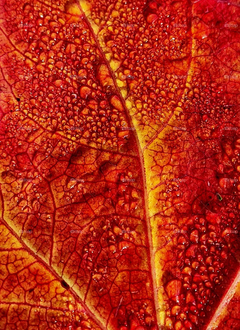 Raindrops are falling on the colorful autumn leaf