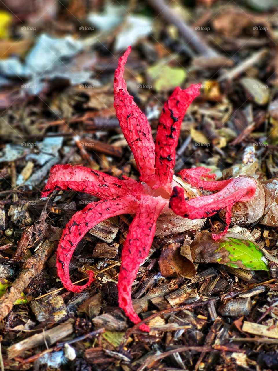 Miracle of nature, the squit fungus.Looks like a octopus up from the ground in red colors.