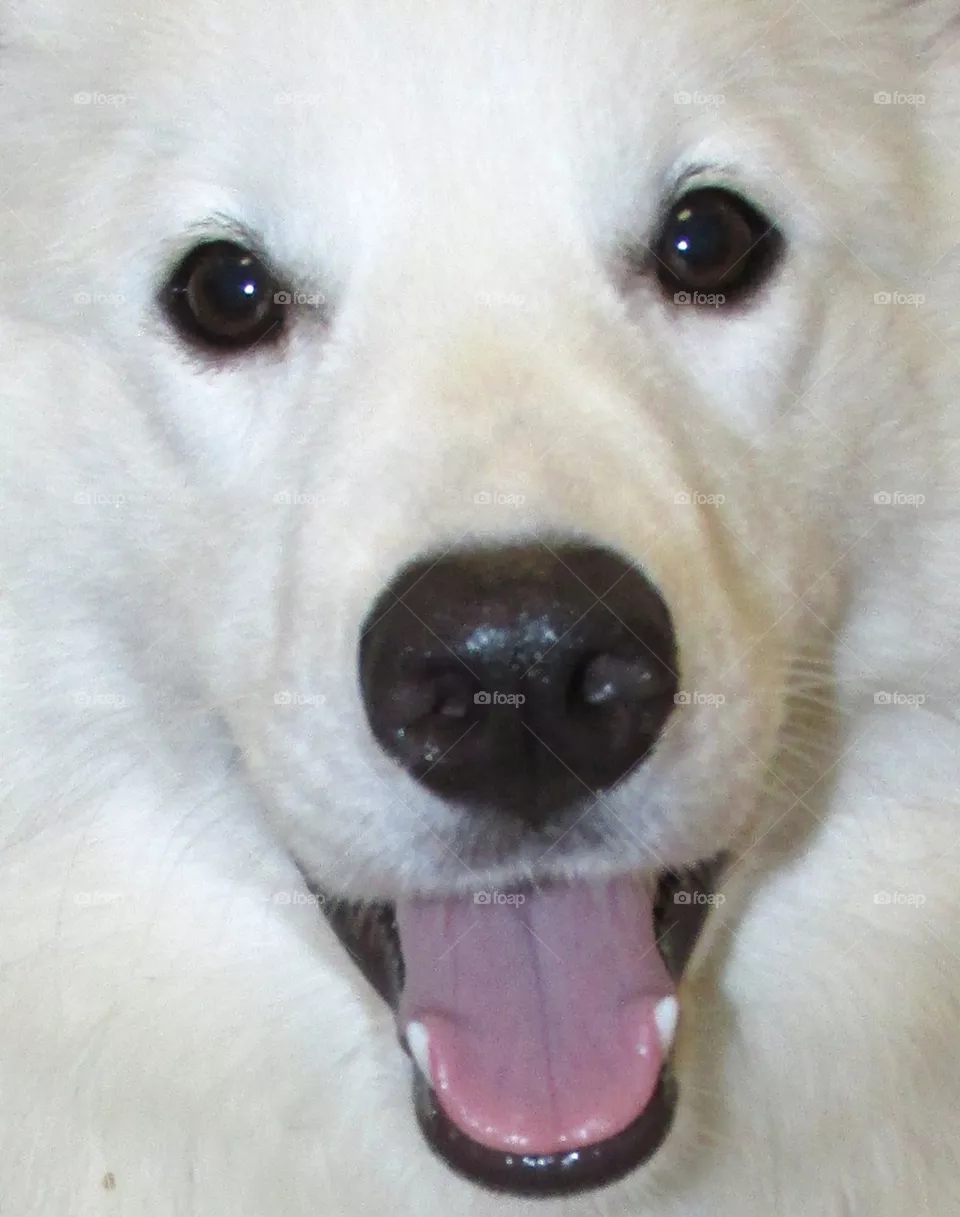 Zoey Pup