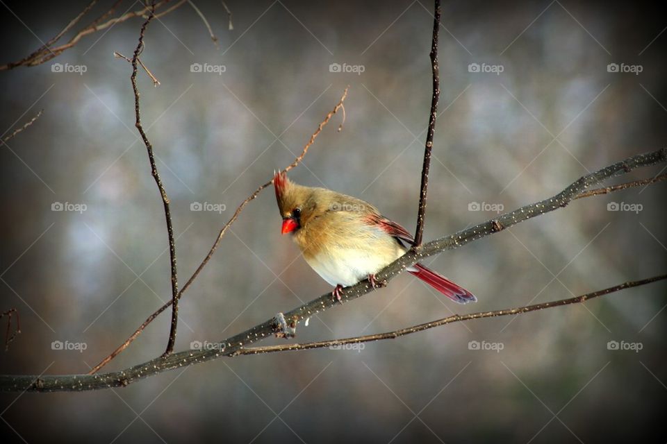 Snowy cardinal
