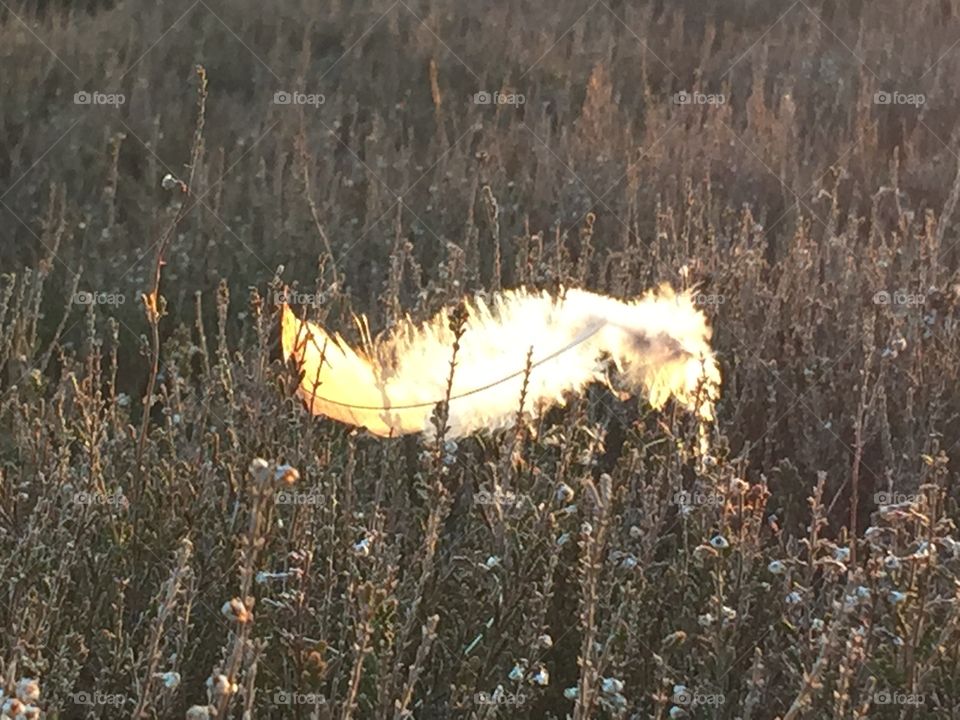 A feather catches the low sun on moorland