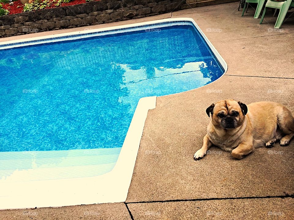 Pug at pool