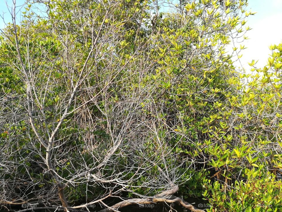 Mangrove forest