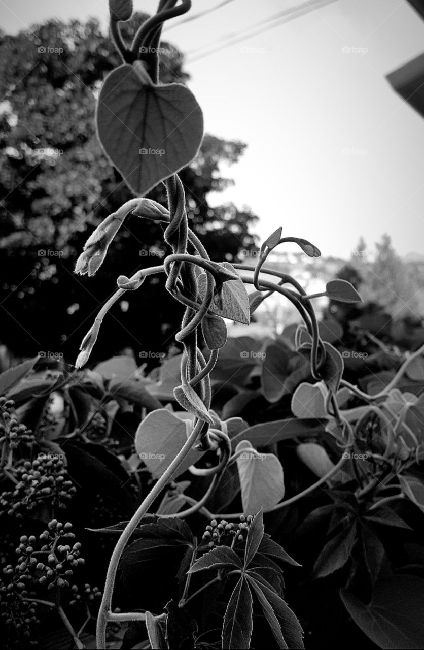 Twisted Vines 🌿
Color Blinded By Chaos 📷