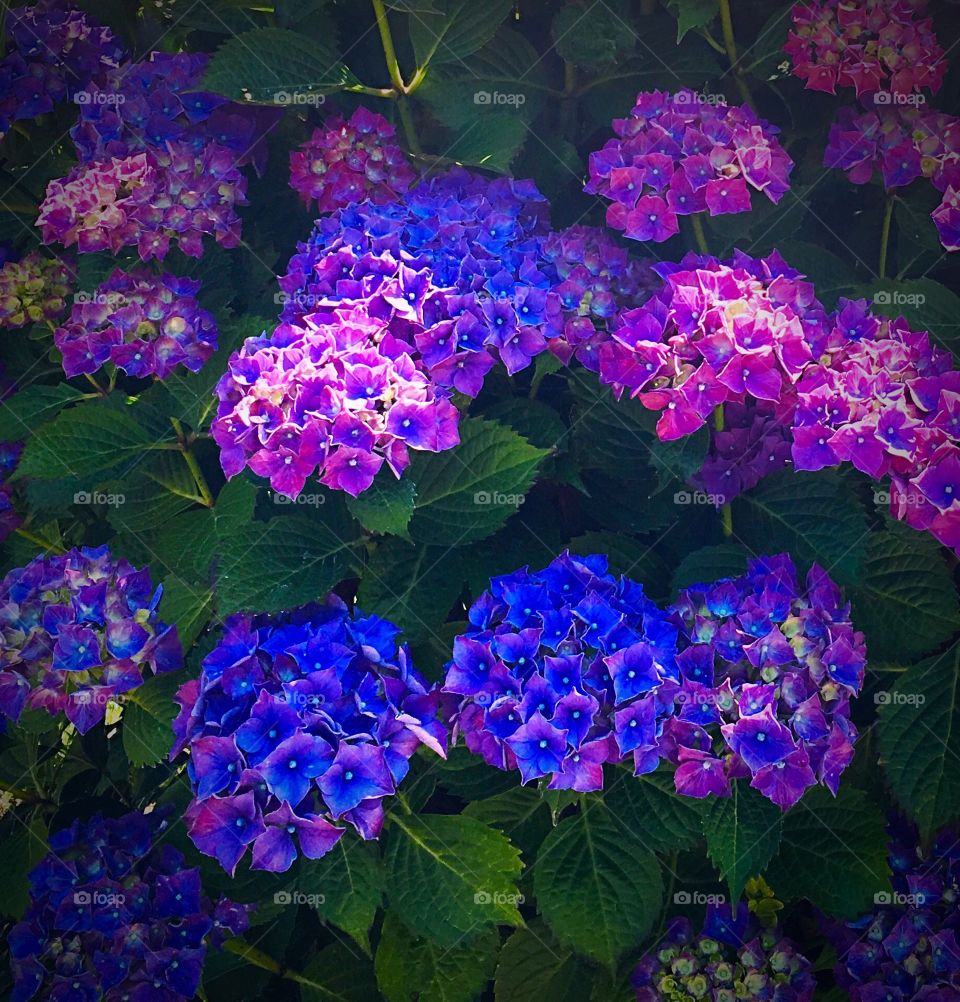 Hydrangeas at their peak bloom