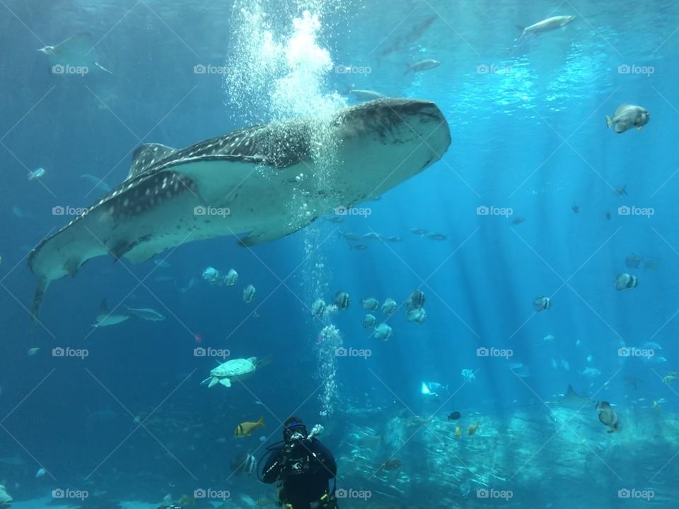 Whale sharks in Atlanta 