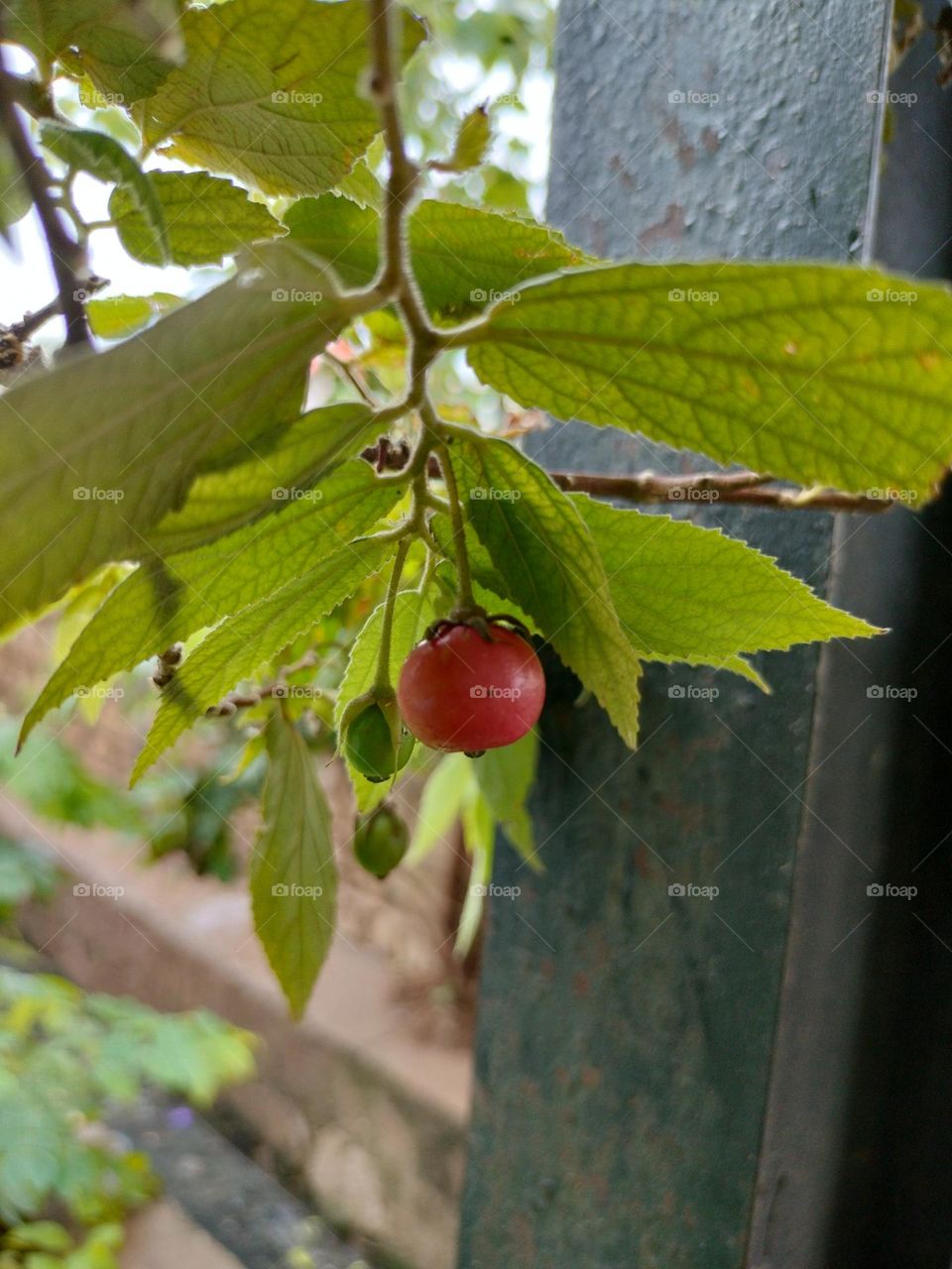 Cherry Fruit