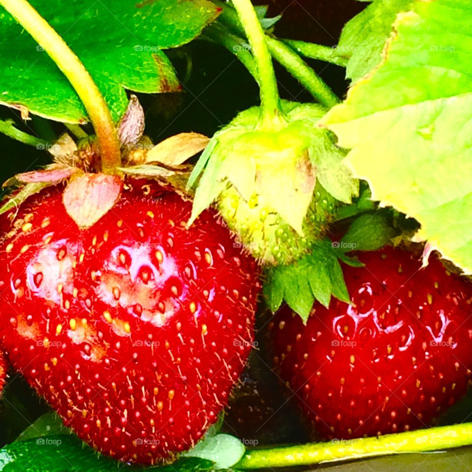 Strawberries