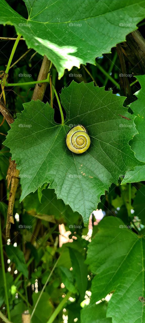 Snail
