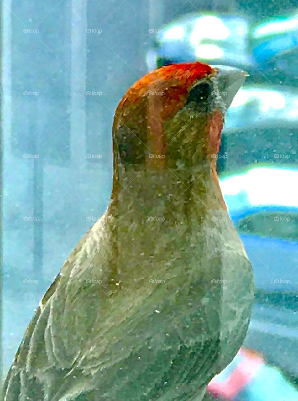 June bird by my window