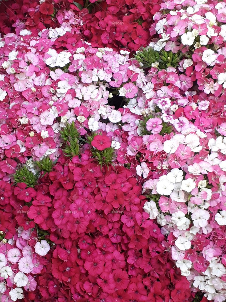 conjunto de flores rosadas