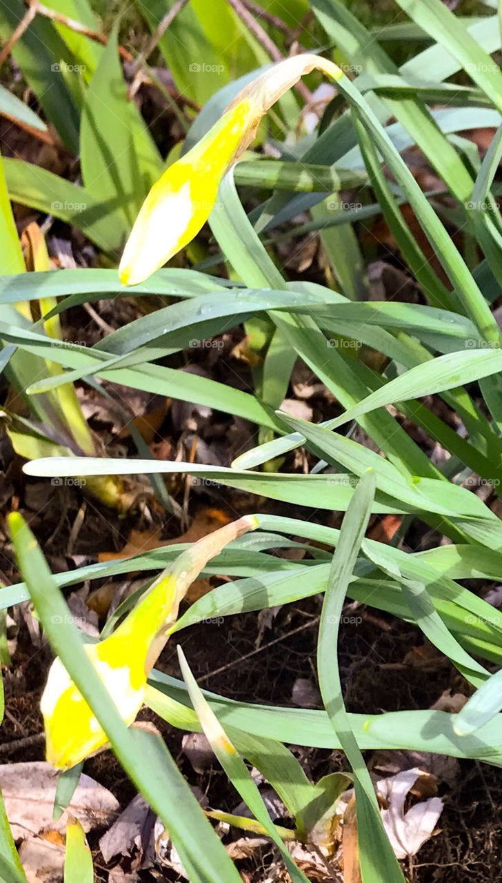 Flowers about to bloom
