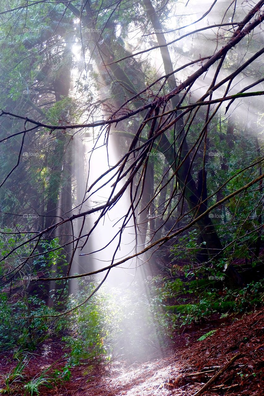 Wood, Nature, Tree, Landscape, Leaf