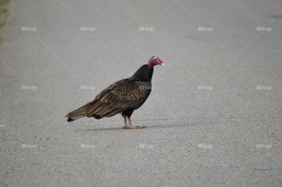 Turkey vulture