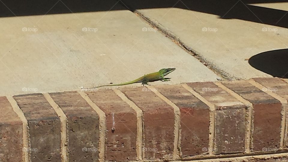 porch lizard sunning