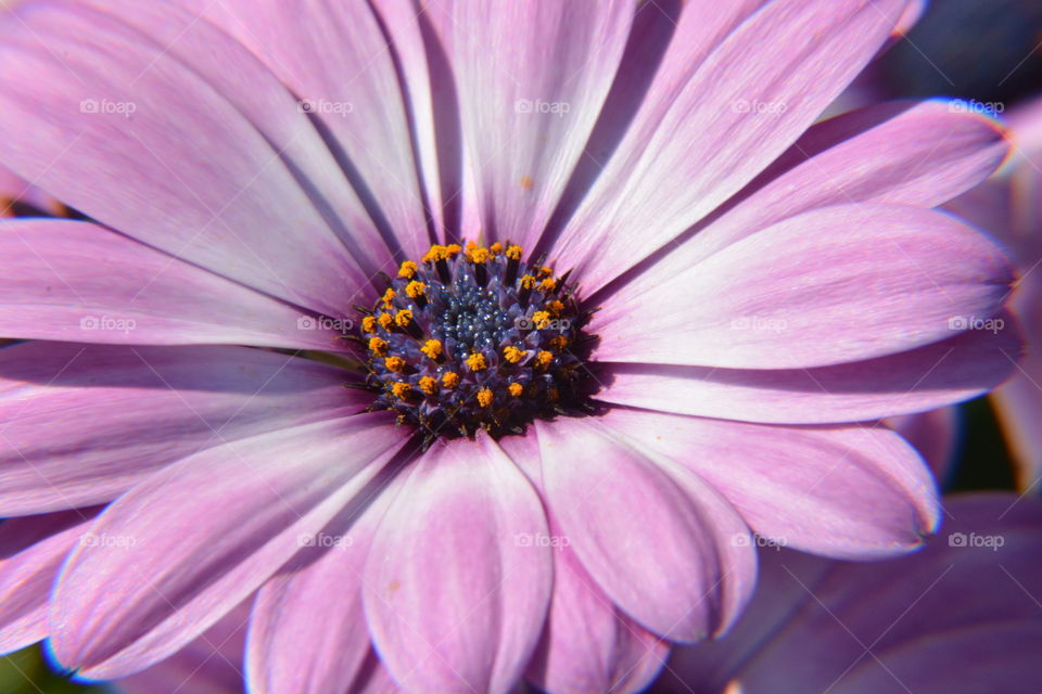Flower in close-up