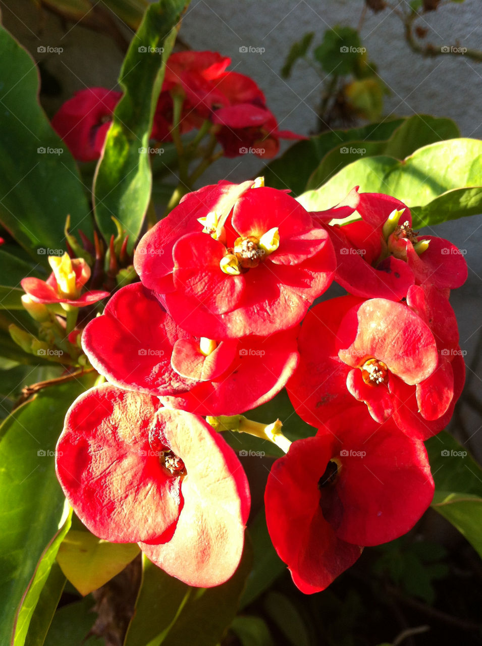 flowers plants red beautiful by isu