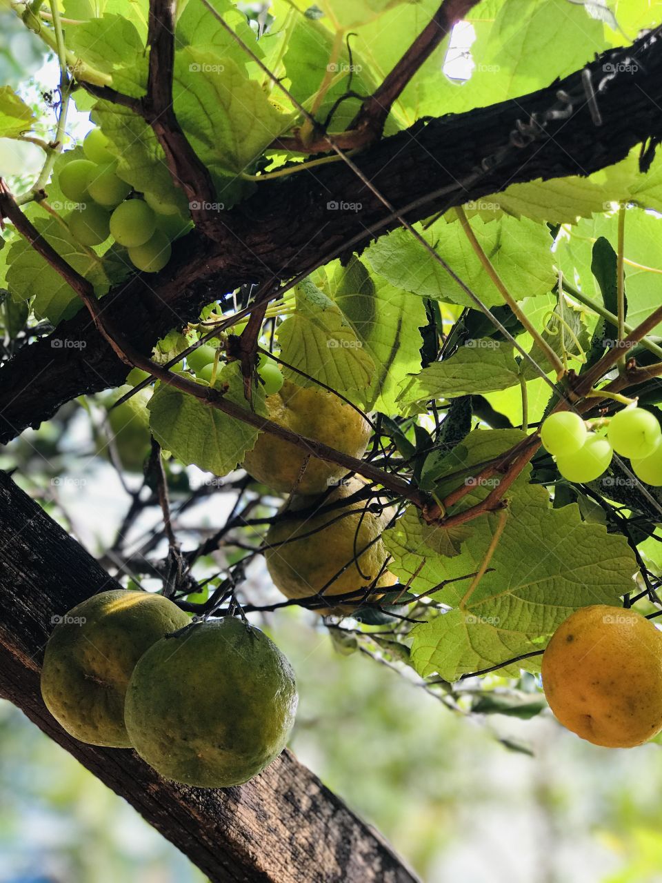 Pear of tangerine among the grapes