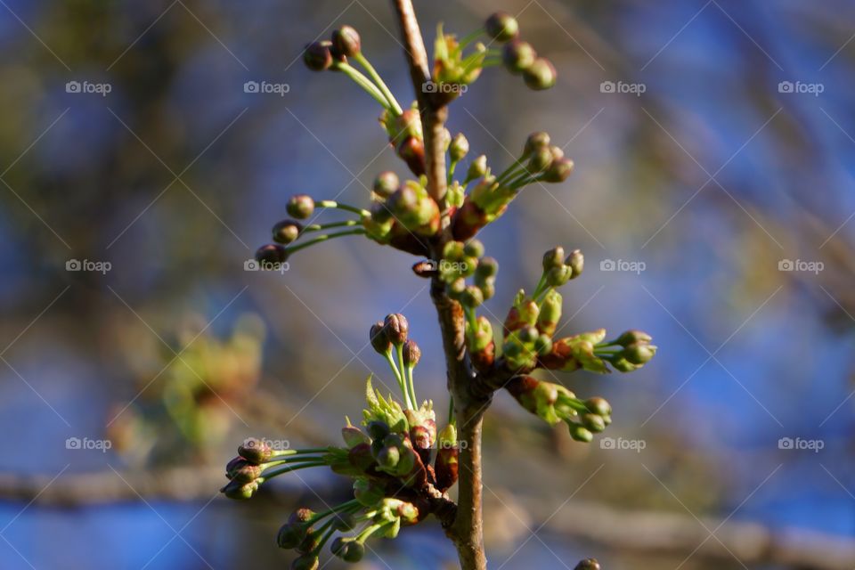 Ready to bloom 