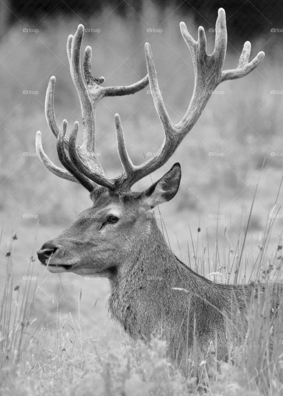 Deer black and white