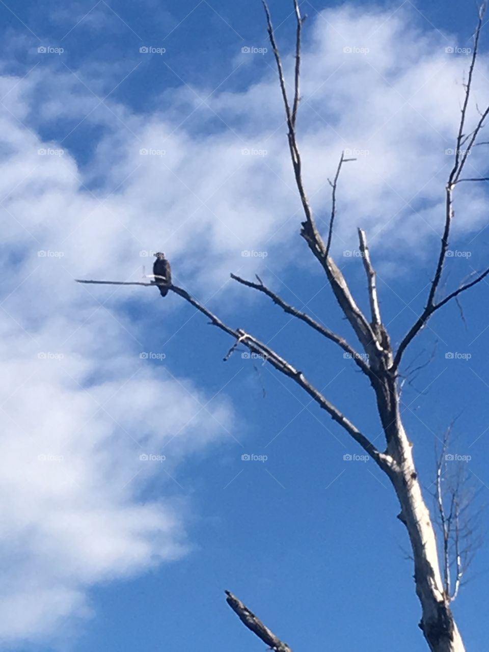 Eagle keeping watch
