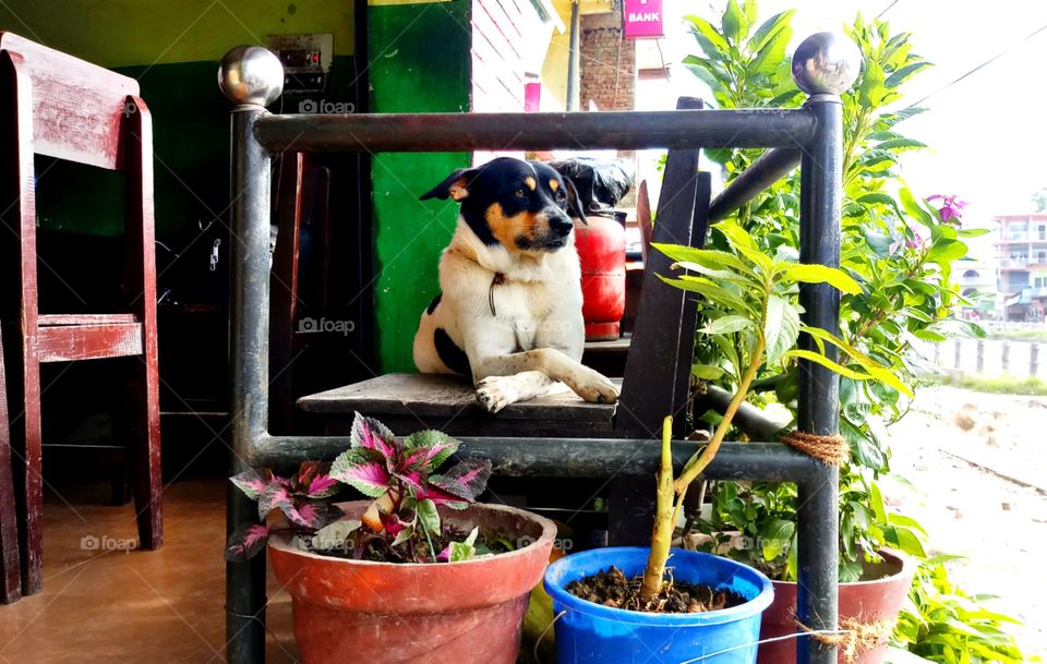 cute dog is sitting on the chair.