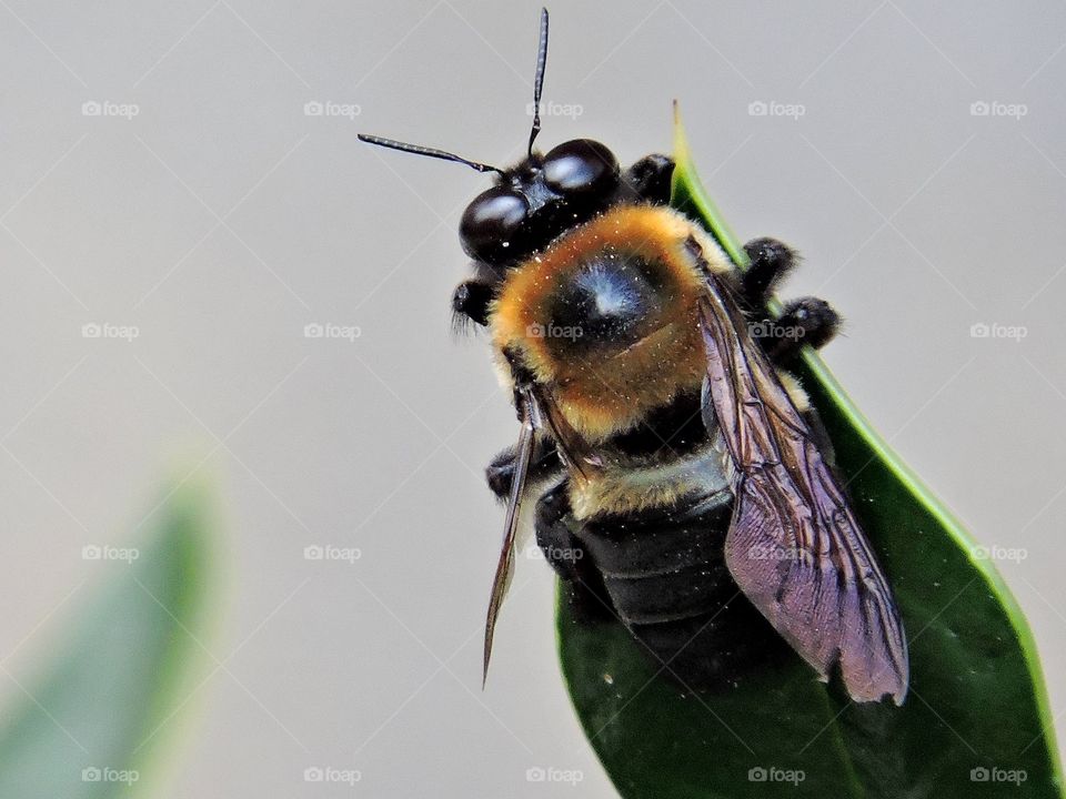 Drill bee