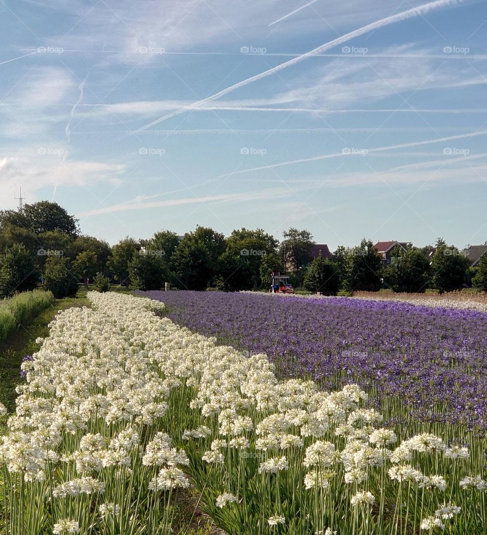 Allium white and purple fields