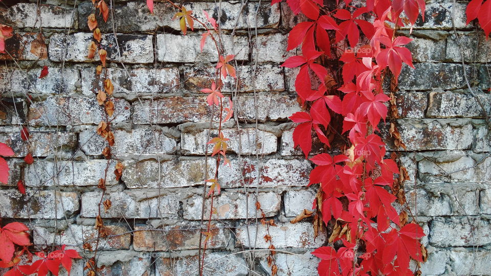 red autumn leaves