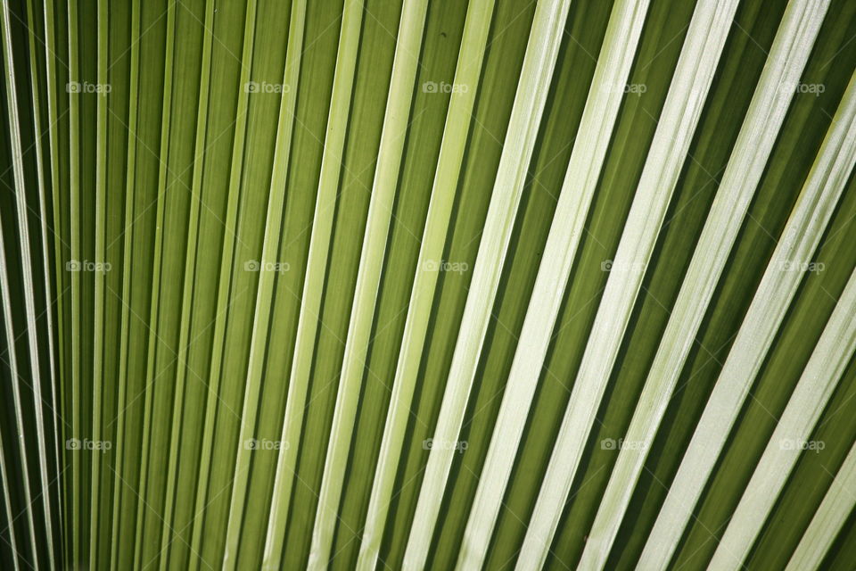 Fan palm leaf close-up