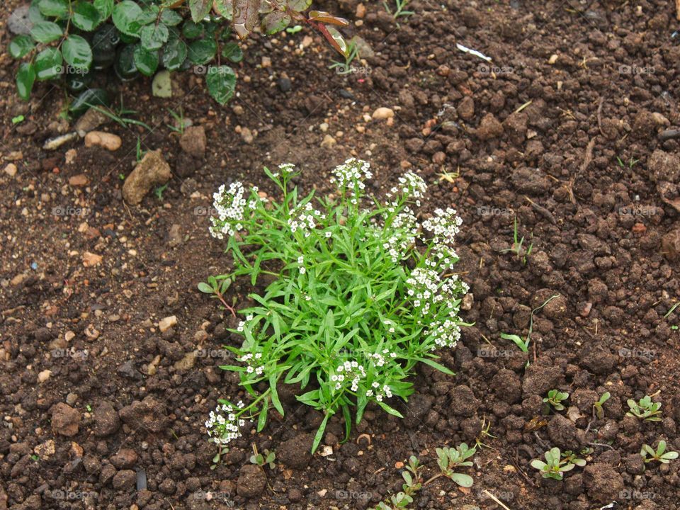 white flower