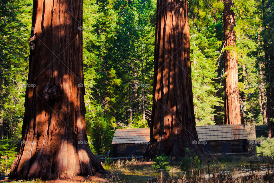 Giant sequoias in Yosemite national park