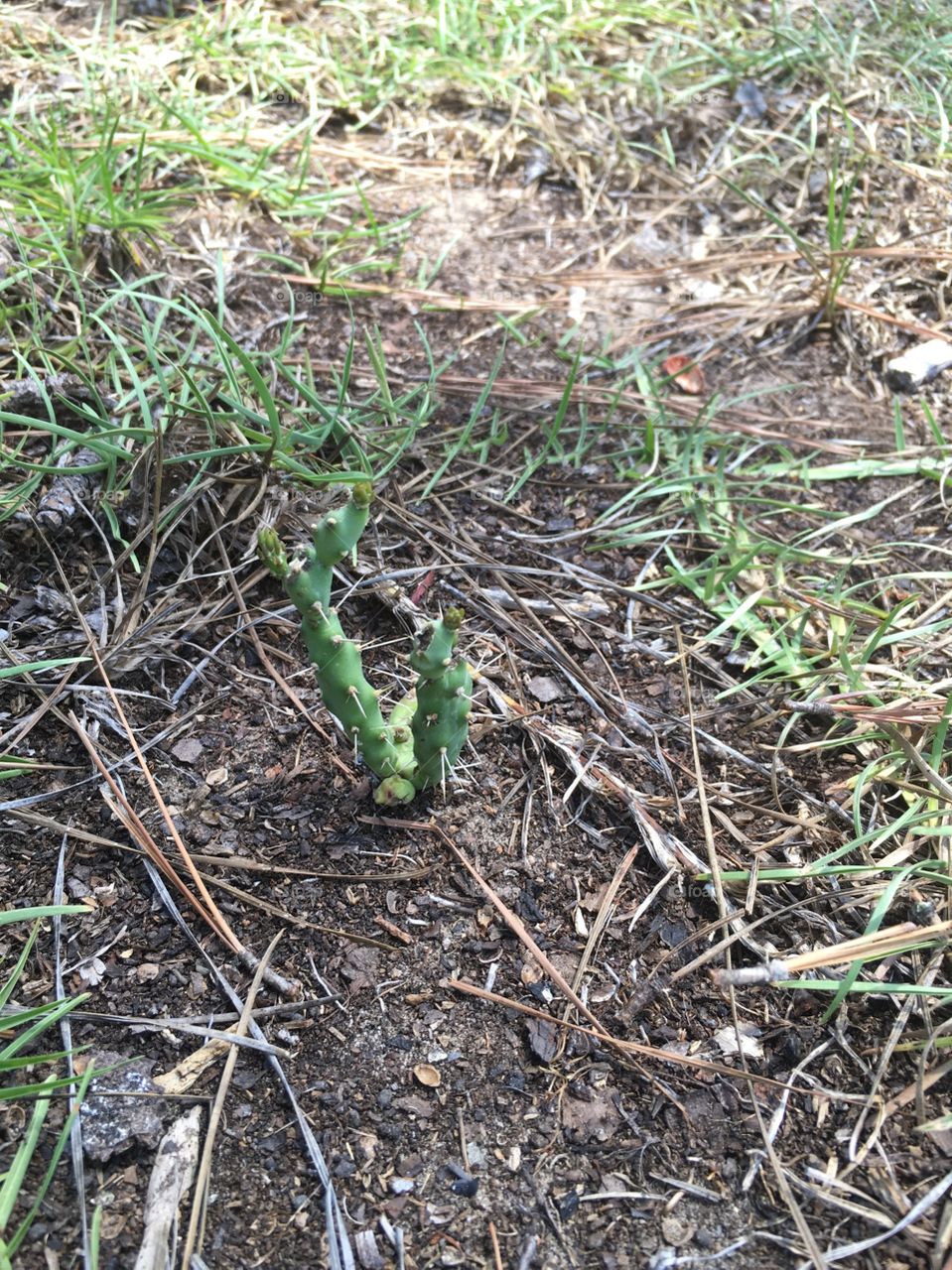 Baby cactus.