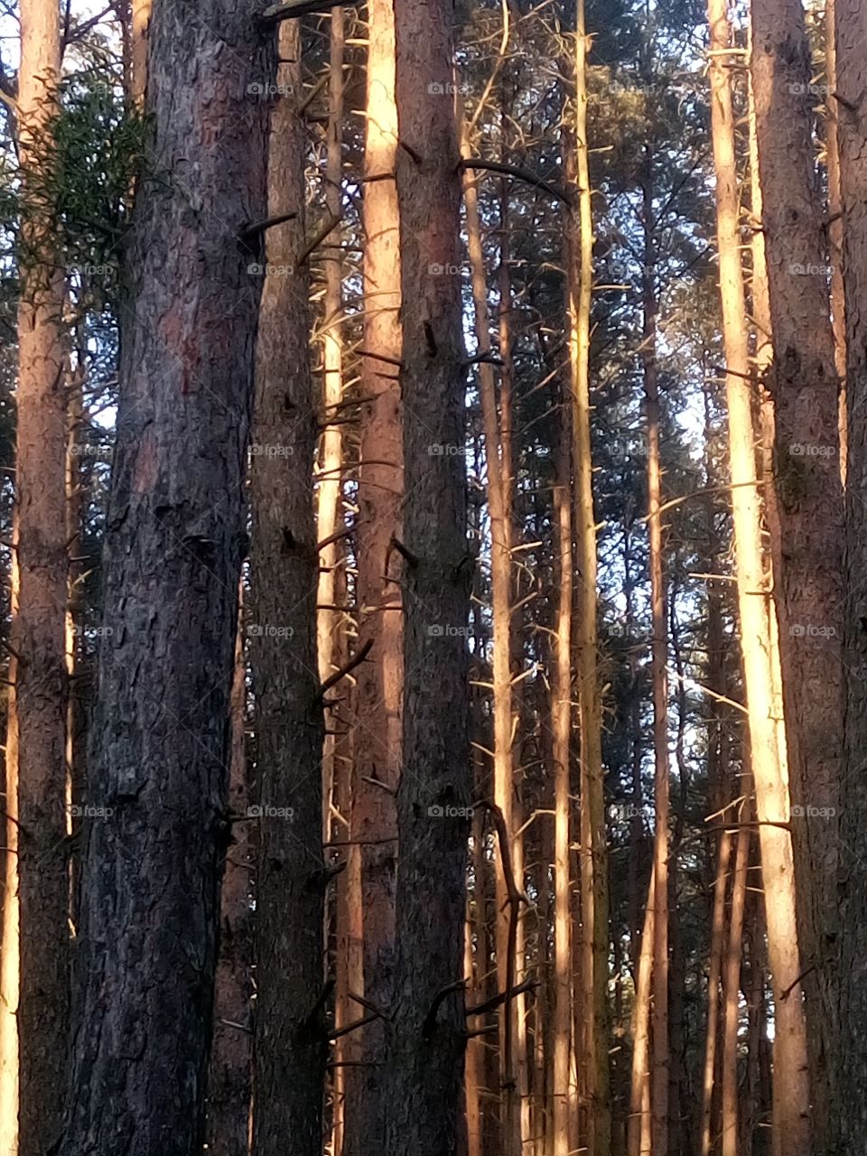 polish nature |pine wood