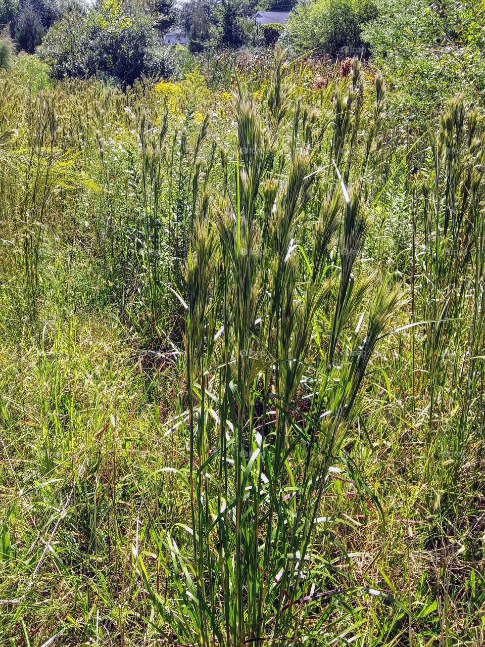 swamp grass
