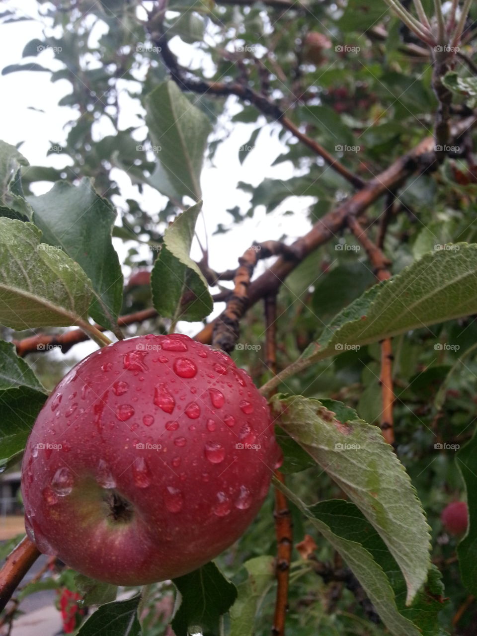 Rain Apple