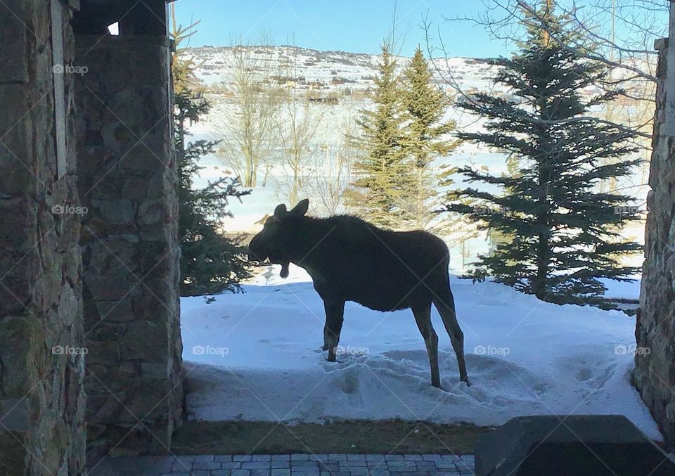Moose on a winter day