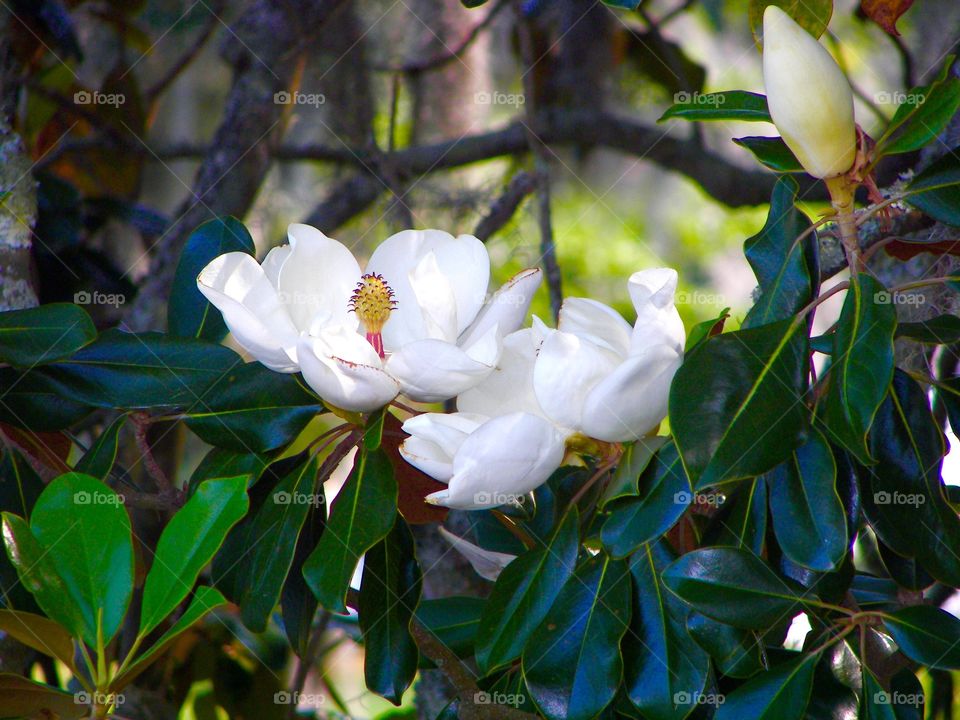 Magnolia in the low country 