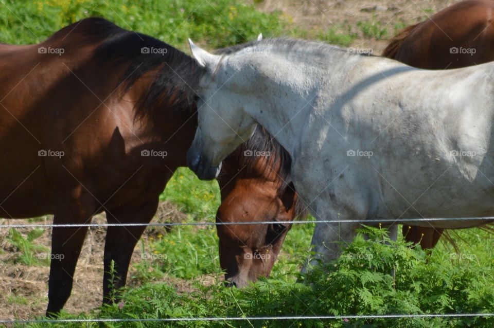 Majestic Horses 