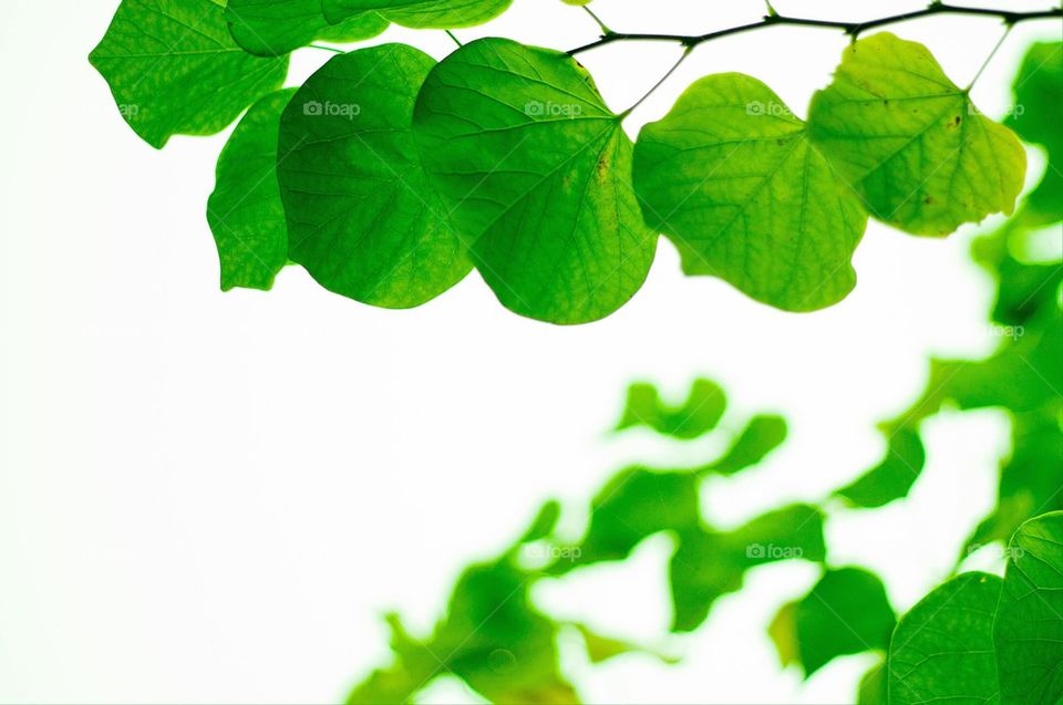 Green leaves.