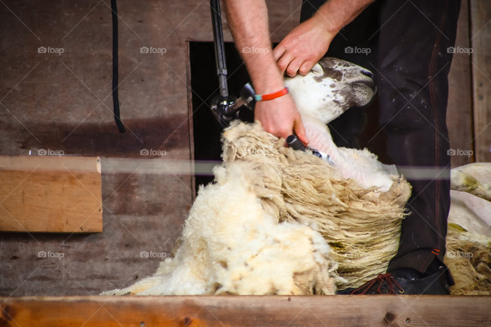 Man shearing a sheep during a sheep shearing competition. Nice action shot of how well the sheep are handled during this.