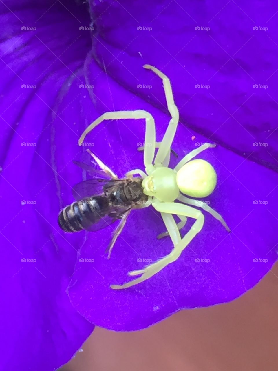 Green spider getting its prey