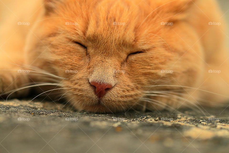 Schlafende rote Katze