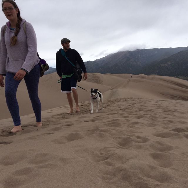 Dog . Walking
