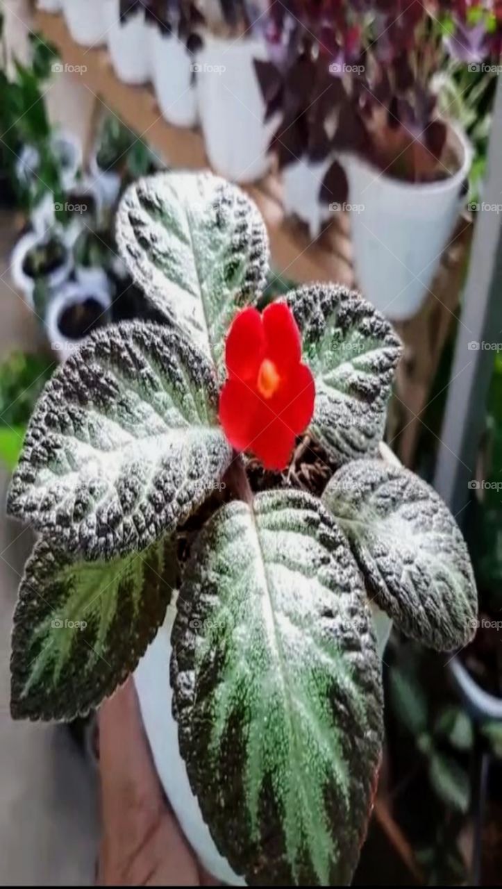 Flower Episcia