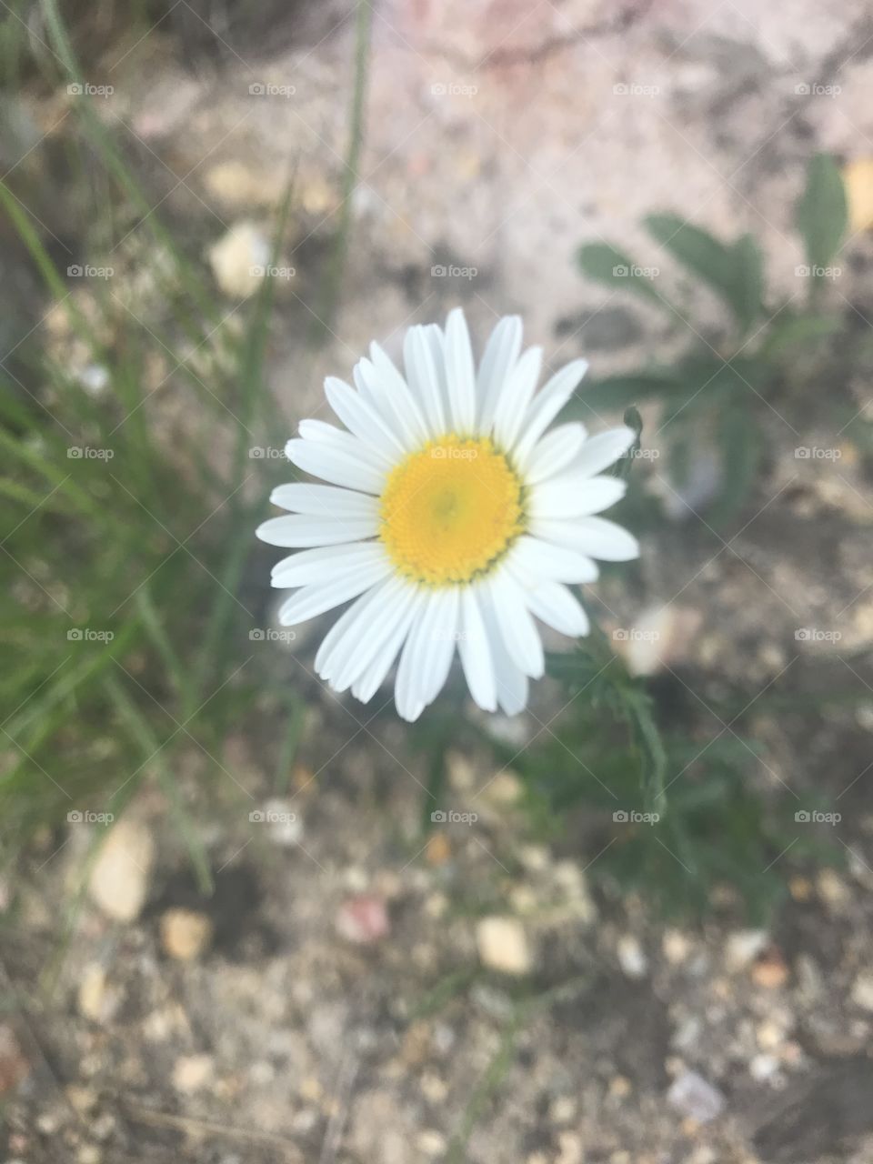 Missouri wildflower